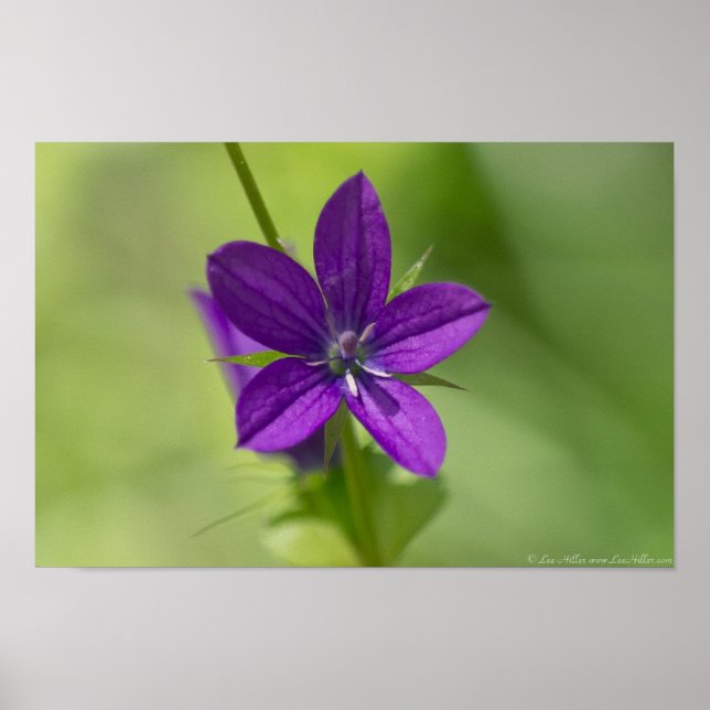 Poster "Deep Purple" Vénus En Verre (Devant)