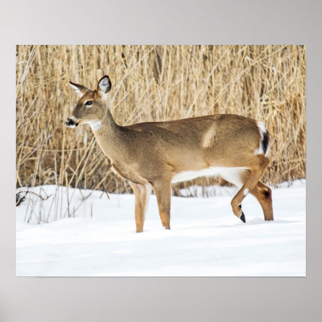 Poster Deer in snow (Devant)