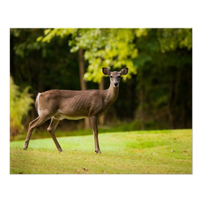 Poster Deer sur le terrain de golf (Devant)