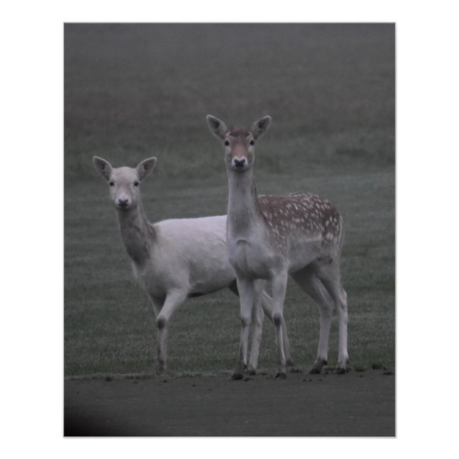 Poster Deers (Devant)