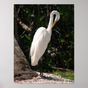 Poster d'Elegant Egret bird blanc