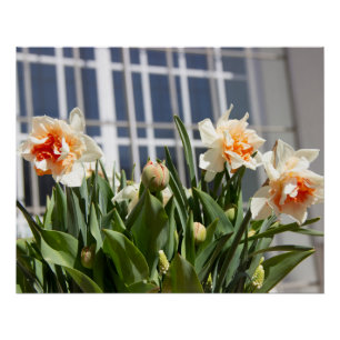Poster Délicat mignon daffodils printemps