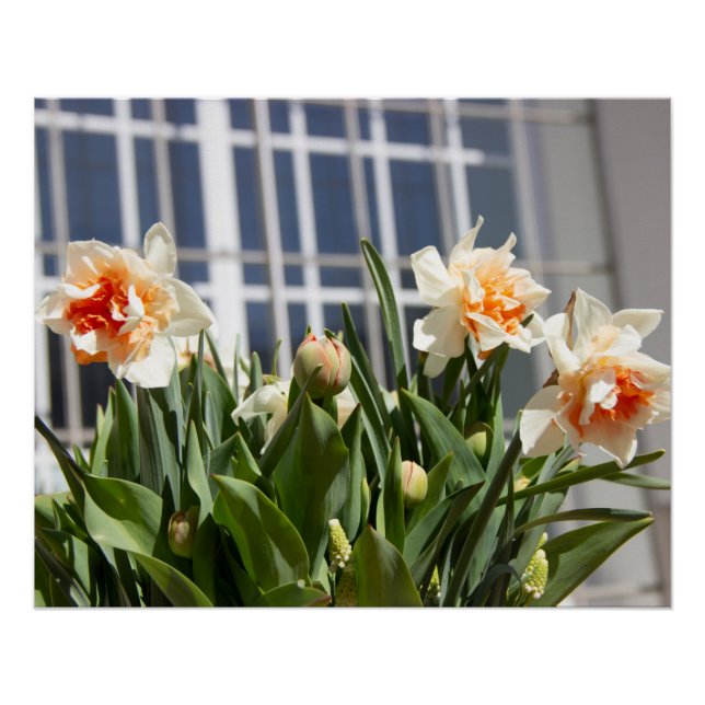 Poster Délicat mignon daffodils printemps (Devant)
