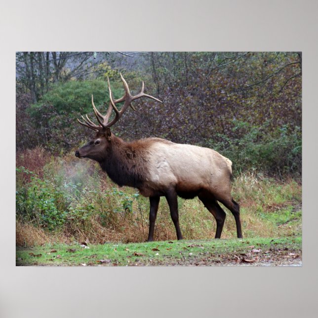 Poster d'Elk (Devant)