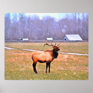 Poster d'Elk in the Great Smoky Mountains