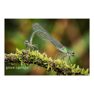 Poster Demoiselles Macro - Amour Iridescent sur la Mousse