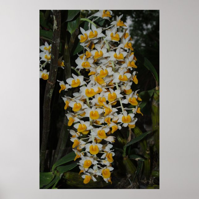 Poster Dendrobium Densiflorum (Devant)