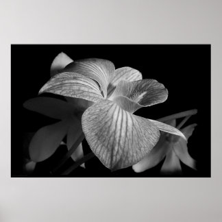 Poster Dendrobium Orchid 1