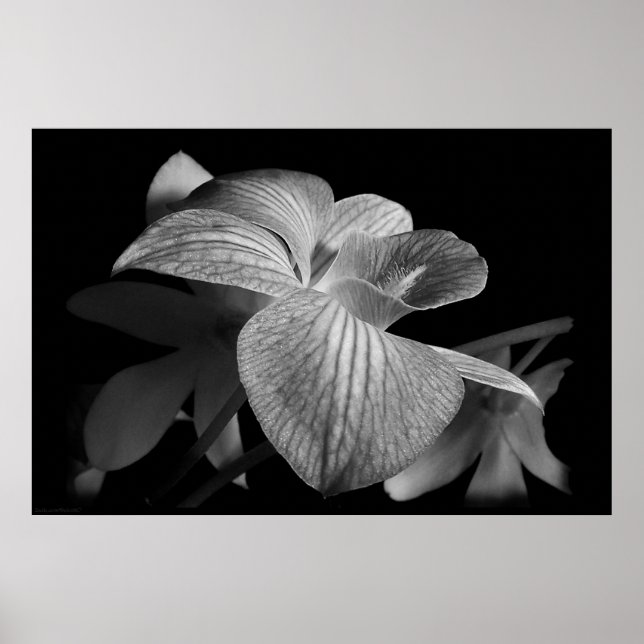 Poster Dendrobium Orchid 1 (Devant)