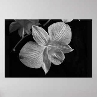 Poster Dendrobium Orchid 2