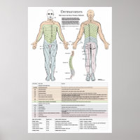Poster Dermatomes, Myotomes et DTR