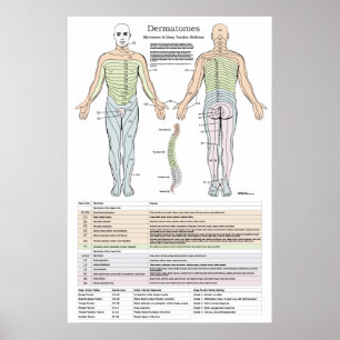 Poster Dermatomes, Myotomes et DTR