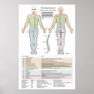 Poster Dermatomes, Myotomes et DTR