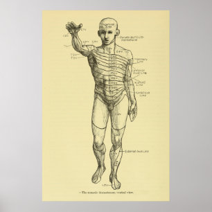 Poster Dermatomes Système nerveux Graphique Chiropratique