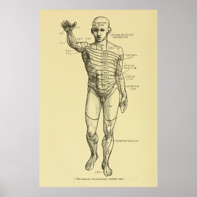 Poster Dermatomes Système nerveux Graphique Chiropratique (Devant)