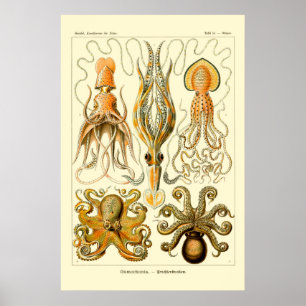 Poster d'Ernst Haeckel Octopus