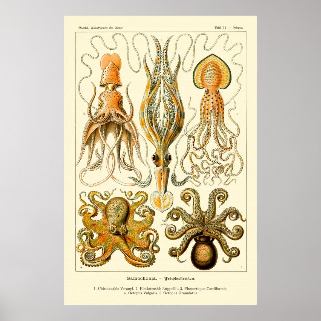 Poster d'Ernst Haeckel Octopus (Devant)