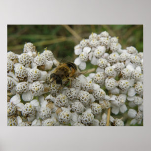 Poster des abeilles et des fleurs