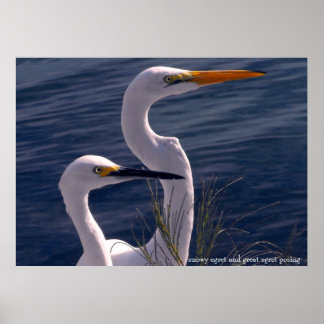 Poster des aigrettes