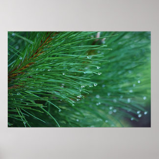 Poster des aiguilles de pin vert et humide