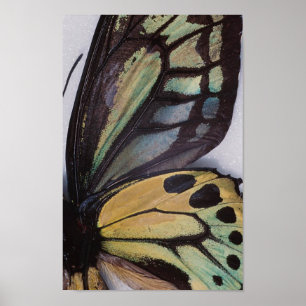 Poster des ailes papillon