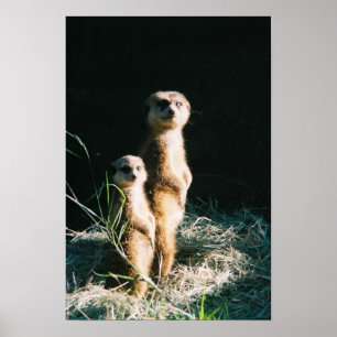 Poster des amis de Meerkat