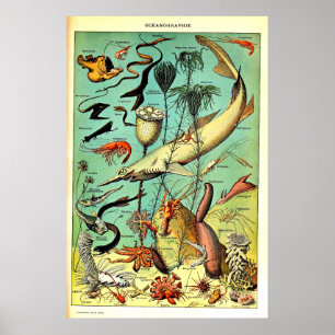 Poster des animaux de mer de l'océan Adolphe Millo