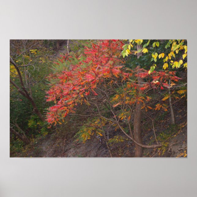 Poster des arbres d'automne (Devant)