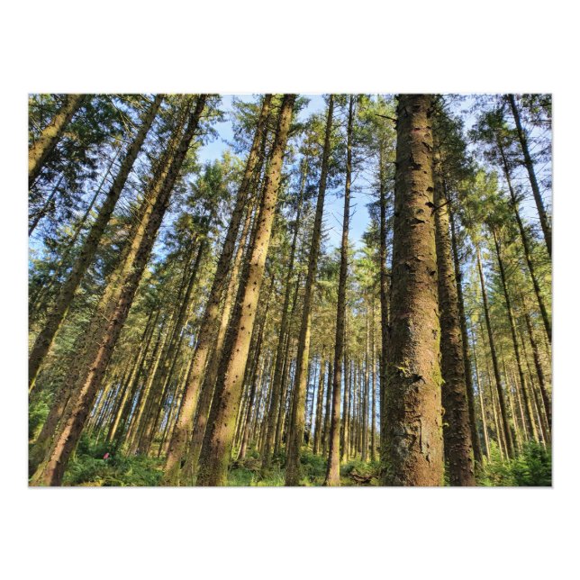 Poster des arbres forestiers (Devant)