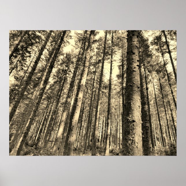 Poster des arbres forestiers spectaculaires (Devant)