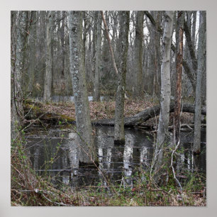 Poster des arbres inondés