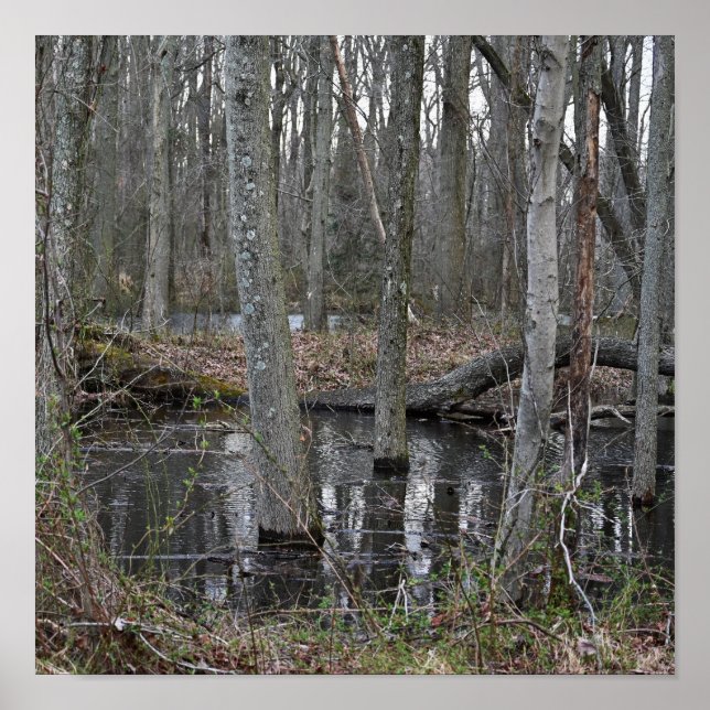 Poster des arbres inondés (Devant)
