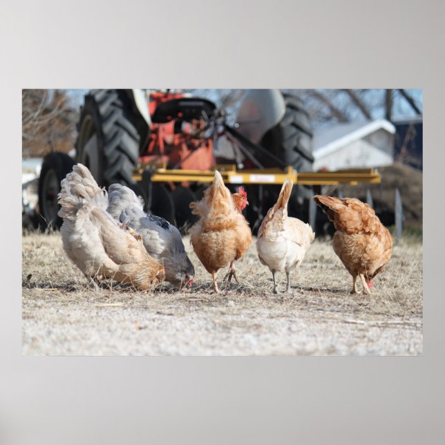 Poster des boutons de poulet (Devant)
