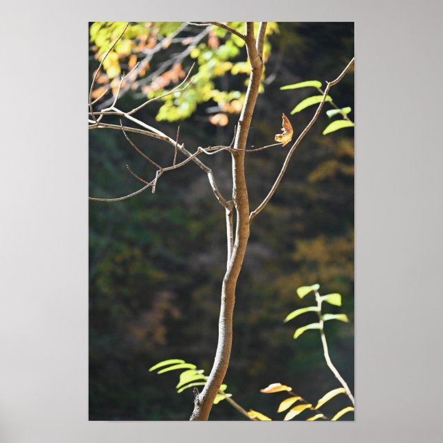 Poster des branches d'arbre (Devant)