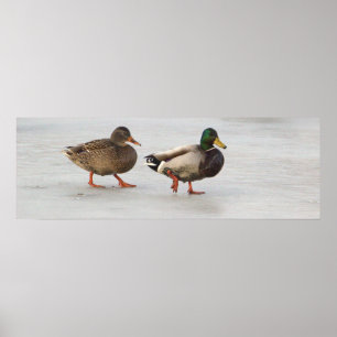 Poster des Canards colverts sur glace