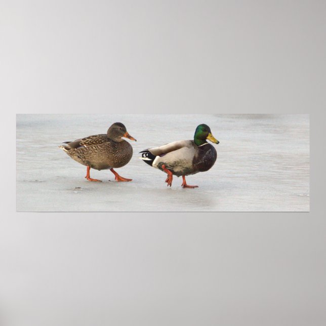 Poster des Canards colverts sur glace (Devant)