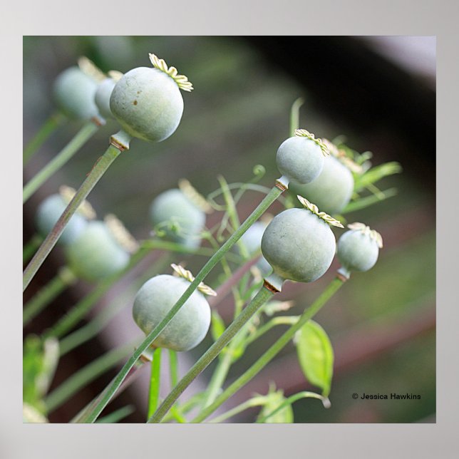 Poster des capsules de pavot (Devant)