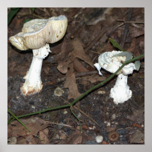 Poster des champignons