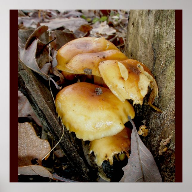 Poster des champignons de la colonie orange (Devant)