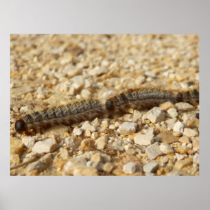 Poster des chenilles de fabrication