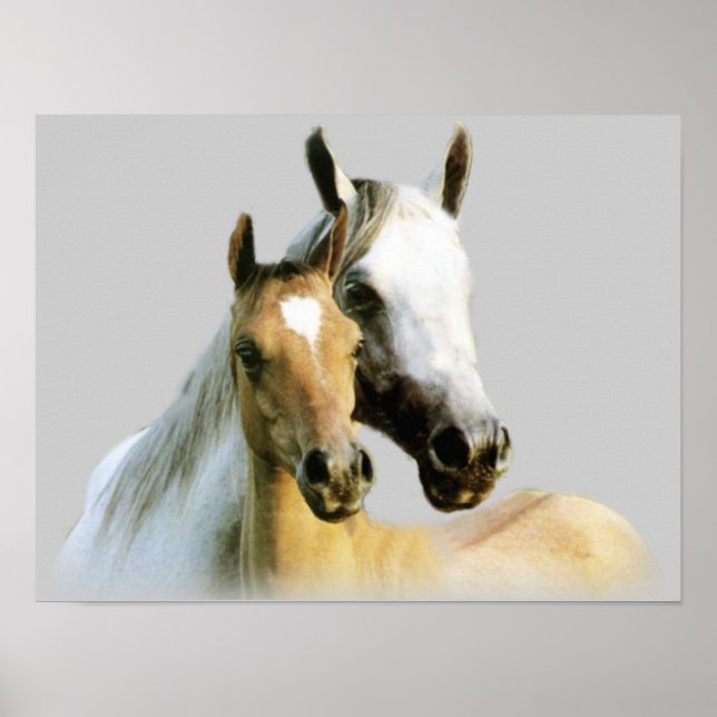 Poster des Cheval Buddies (Devant)