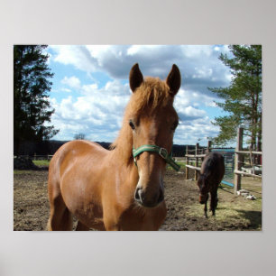 Poster des chevaux