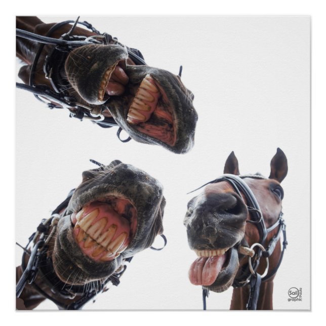 Poster Des chevaux dans la bouche. 3 chevaux souriant, hu (Devant)