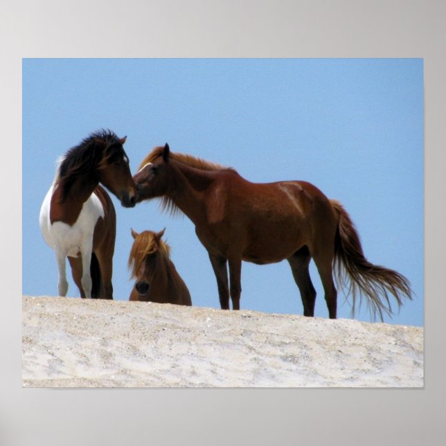 Poster des Chevaux sauvages (Devant)