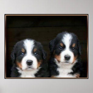 Poster des chiots bernois