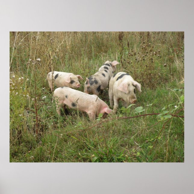 Poster des cochons sur le terrain (Devant)