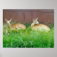 Poster des crevettes de cerfs à queue blanche