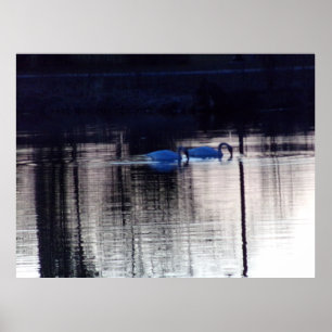 Poster des cygnes blancs à Dusk