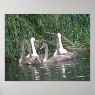 Poster des cygnes et des cygnets