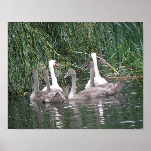 Poster des cygnes et des cygnets (Devant)
